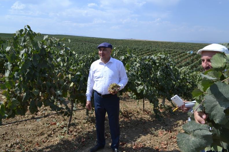 Дагестан, сбор винограда, рекордный урожай