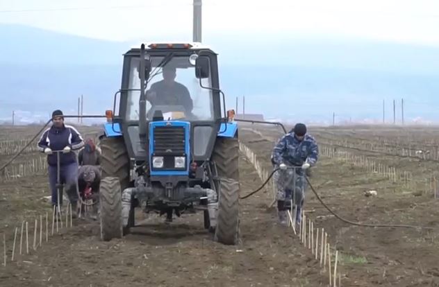Дагестан, виноград, посадка