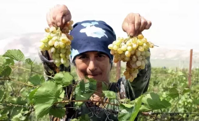 вино, Дагестан, Vinitaly-2016