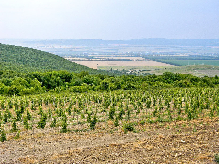 Кубань-Вино, Ариант, инвестиции, Анапа