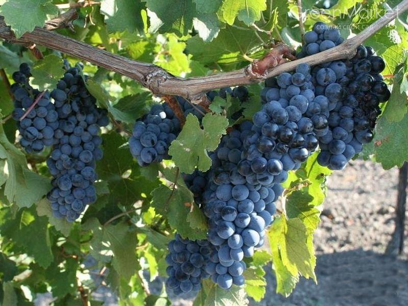 Севастополь, автохтоны