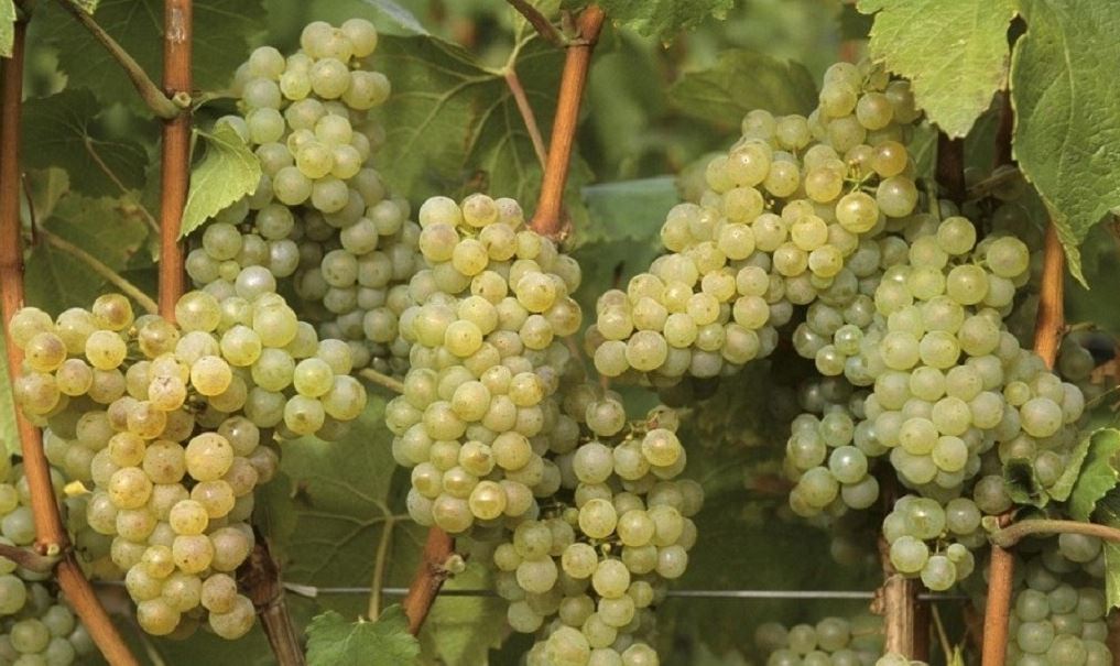 «Винная дорога Крыма», Alma Valley, «Усадьба Перовских», UPPA Winery, «Массандра», «Инкерманский завод марочных вин», «Новый Свет», «Коктебель», «Солнечная долина», винодельня Валерия Захарьина