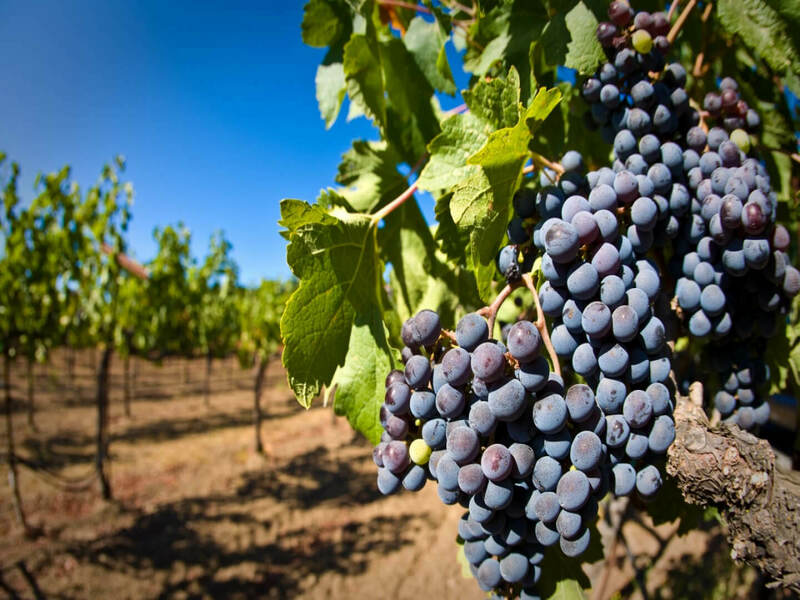 Top100Wines, Красностоп Золотовский, Ростовская область.
