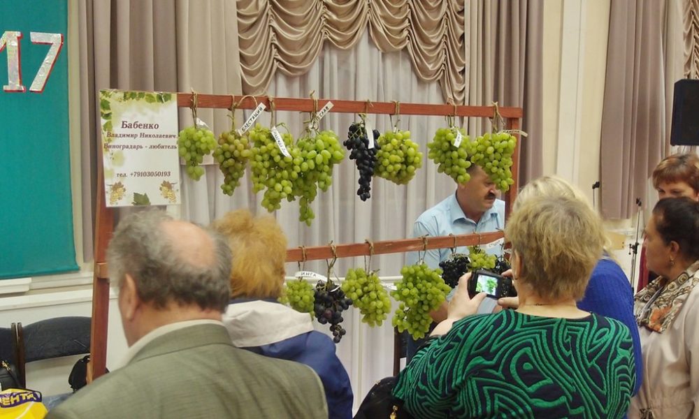 виноградарство, виноделие